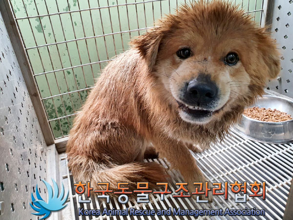 한국동물구조관리협회_441560202300308