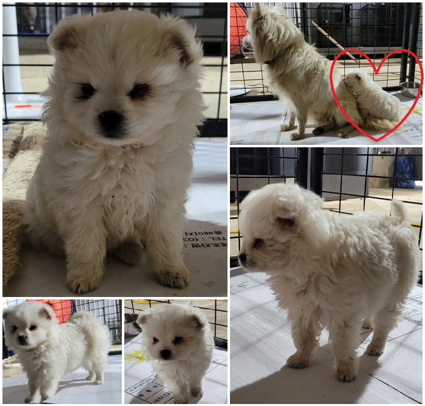 무안군유기동물보호소_446495202300073