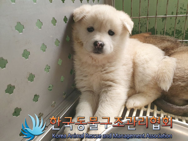 한국동물구조관리협회_441559202300177