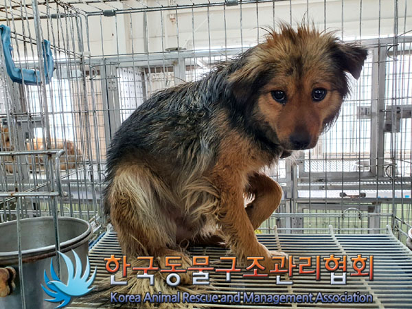 한국동물구조관리협회_441560202300309