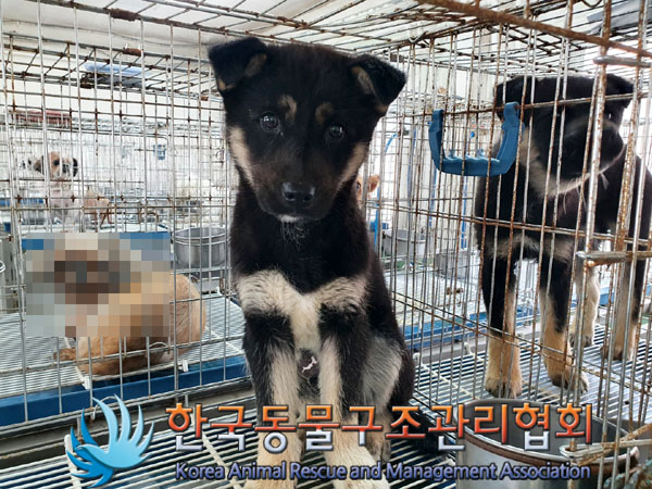 한국동물구조관리협회_441559202300171