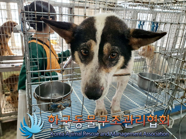 한국동물구조관리협회_441560202300311