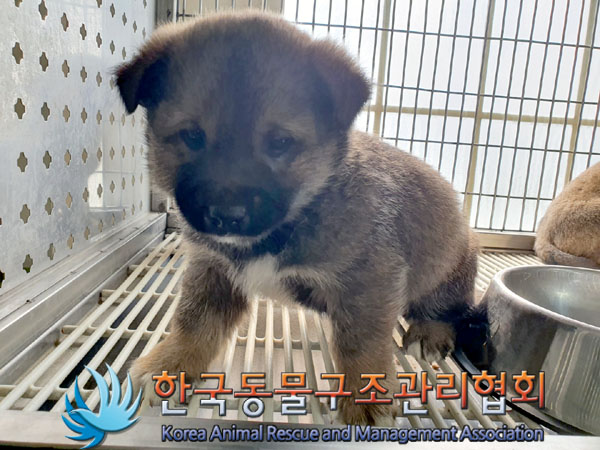 한국동물구조관리협회_441559202300174