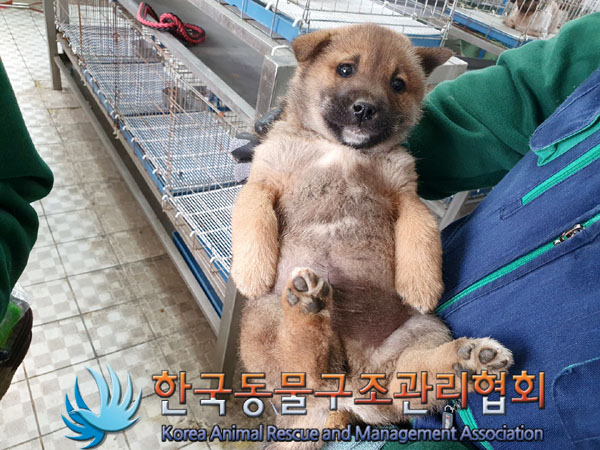 한국동물구조관리협회_441559202300176