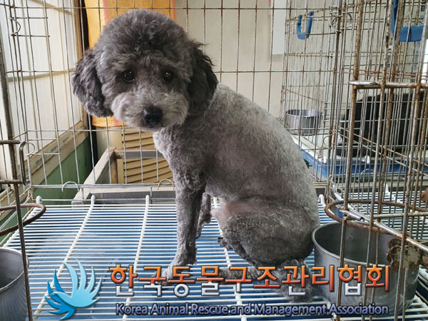 한국동물구조관리협회_441559202300169