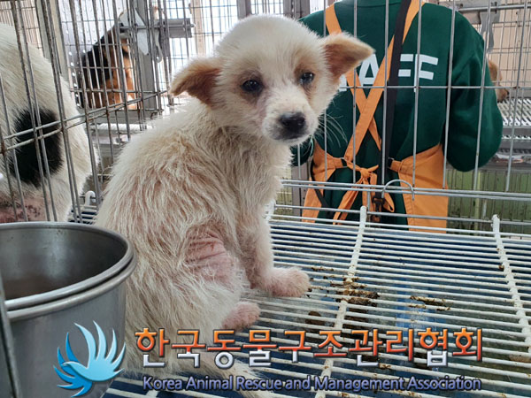 한국동물구조관리협회_441560202300310