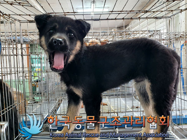 한국동물구조관리협회_441559202300170