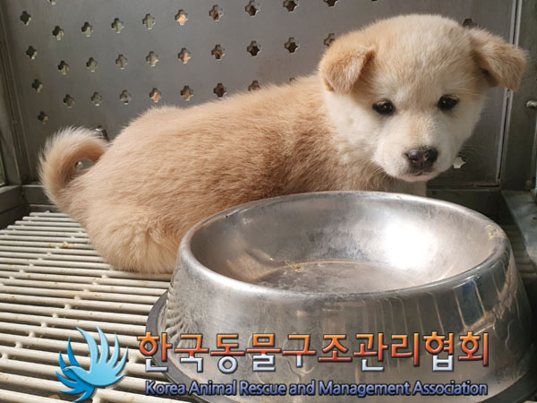한국동물구조관리협회_441559202300178