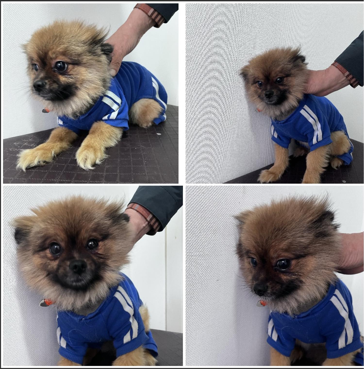 천안시유기동물보호소_444449202300621