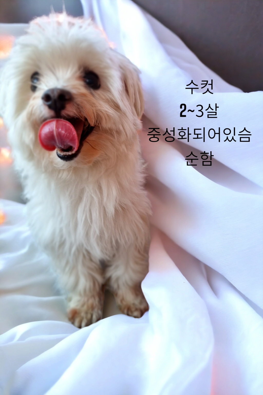 성주유기동물보호센터_447521202300141