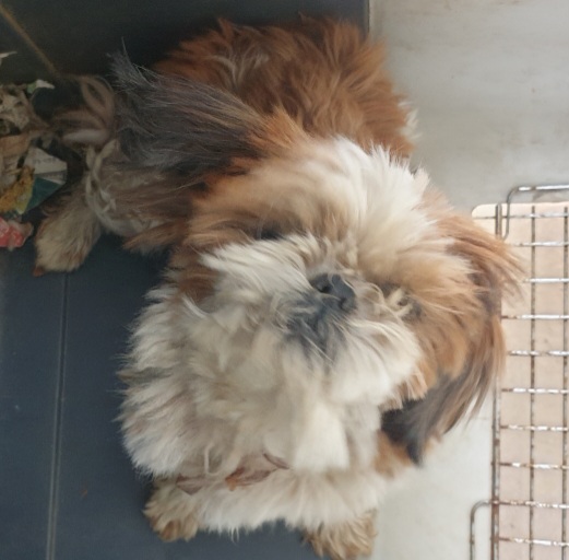 계룡시유기동물보호소_444558202300021