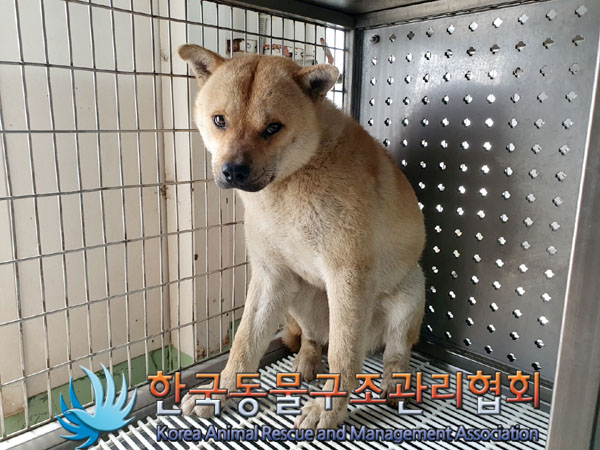 한국동물구조관리협회_411312202300181