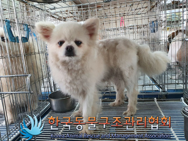 한국동물구조관리협회_411307202300119