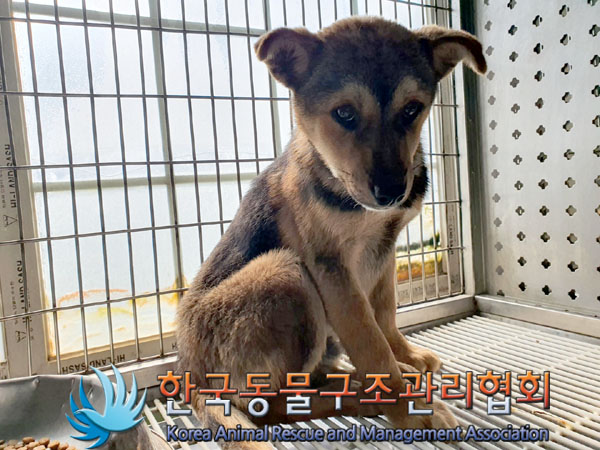 한국동물구조관리협회_441392202300037