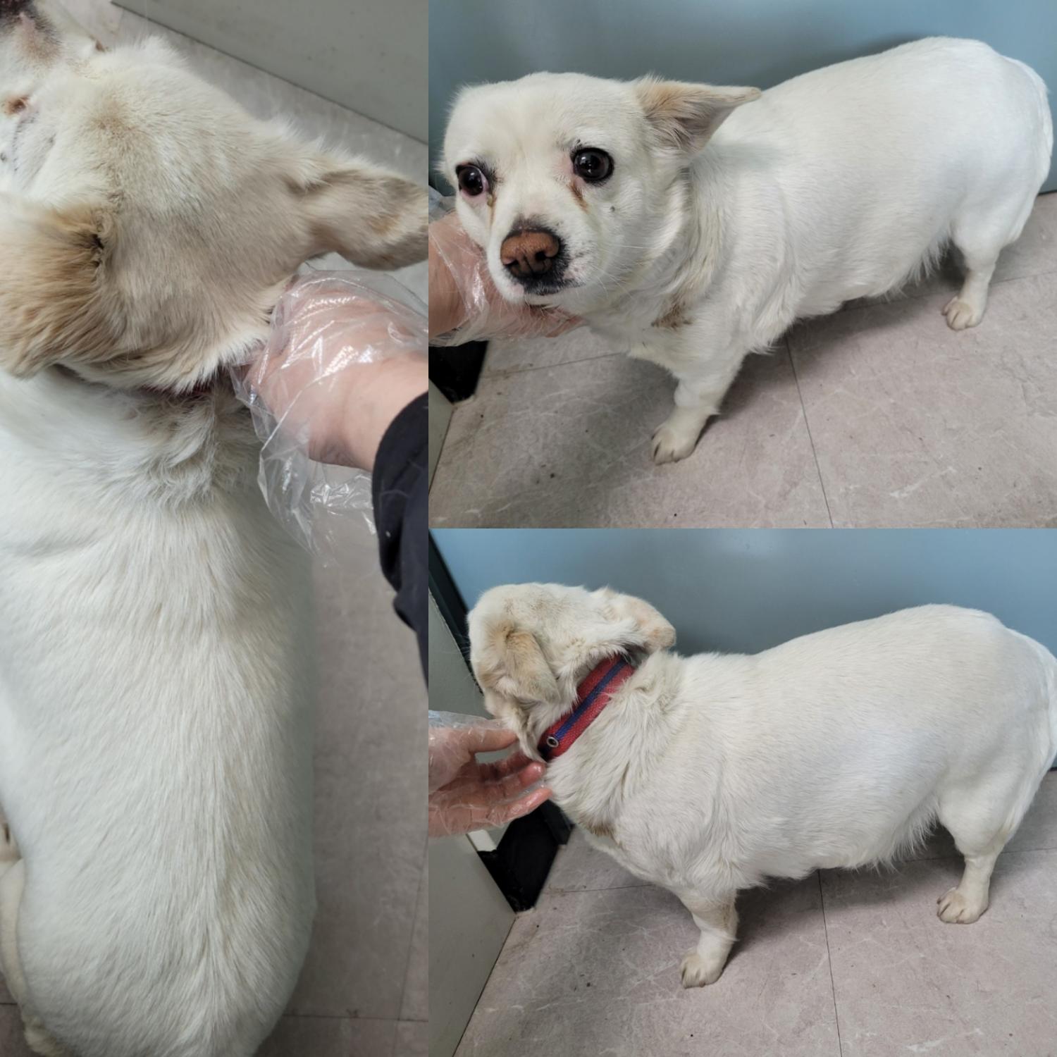 논산시 동물보호센터_444454202300136