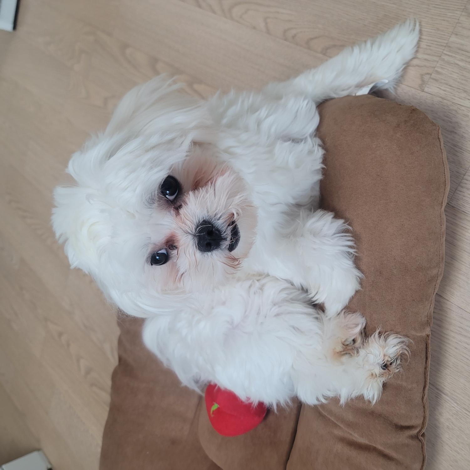 광주 동물보호소_429359202300077