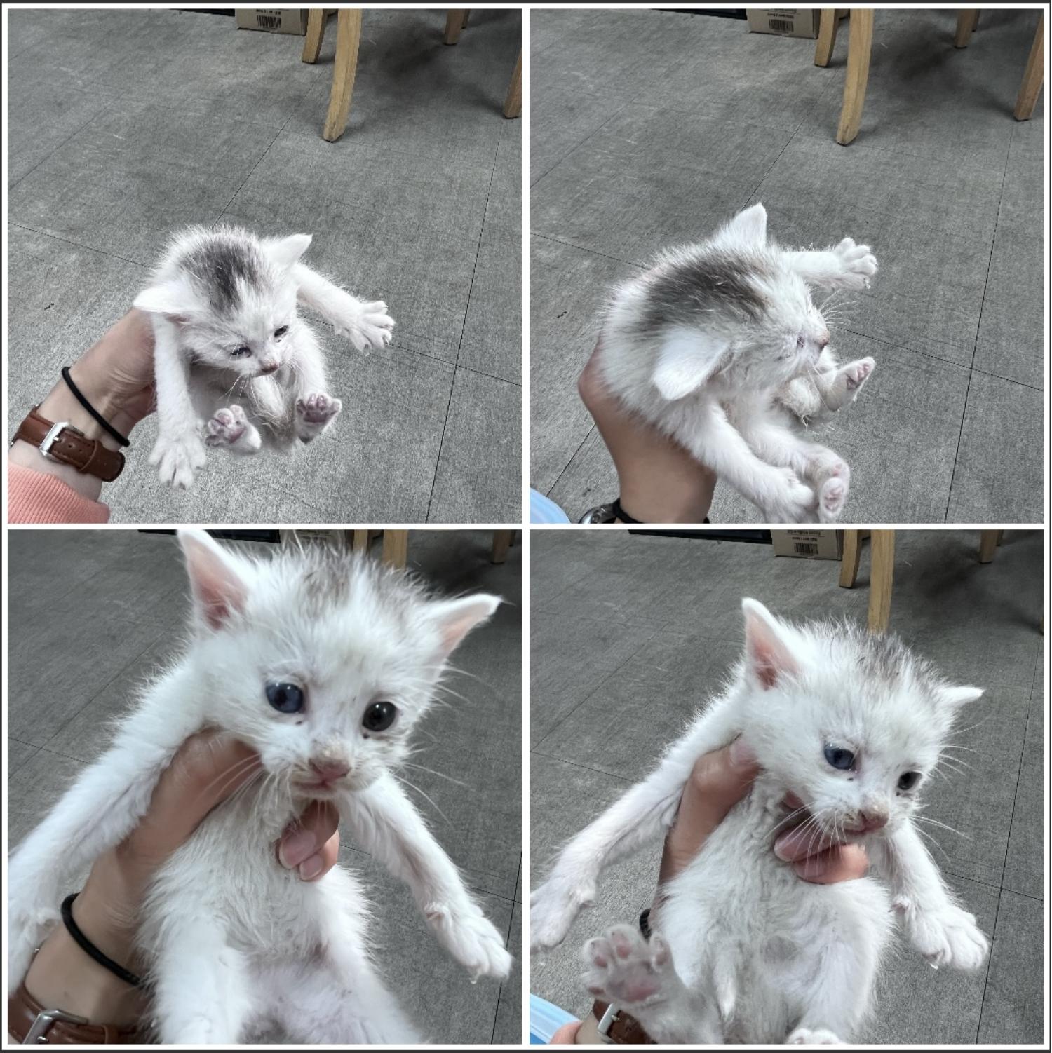 천안시유기동물보호소_444449202300629