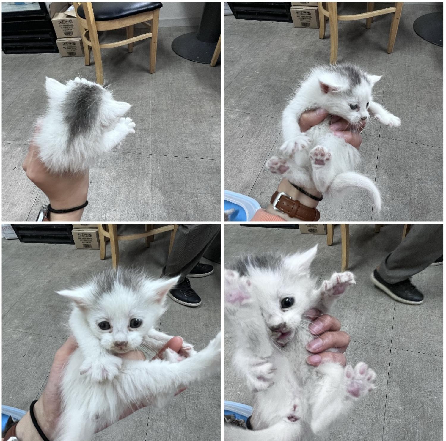 천안시유기동물보호소_444449202300627