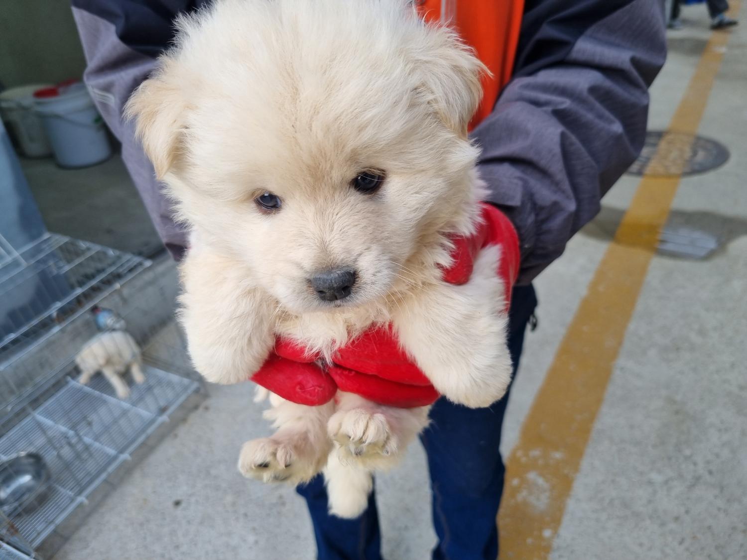 양산시 동물보호센터_448538202300166