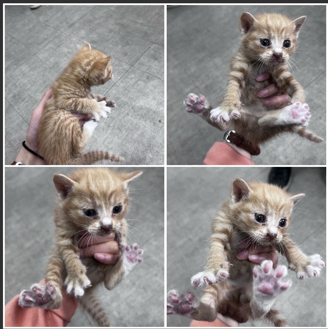 천안시유기동물보호소_444449202300624