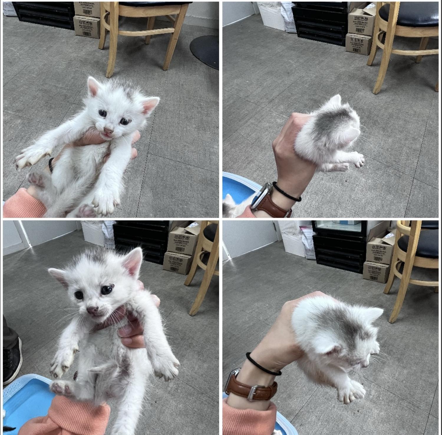 천안시유기동물보호소_444449202300628