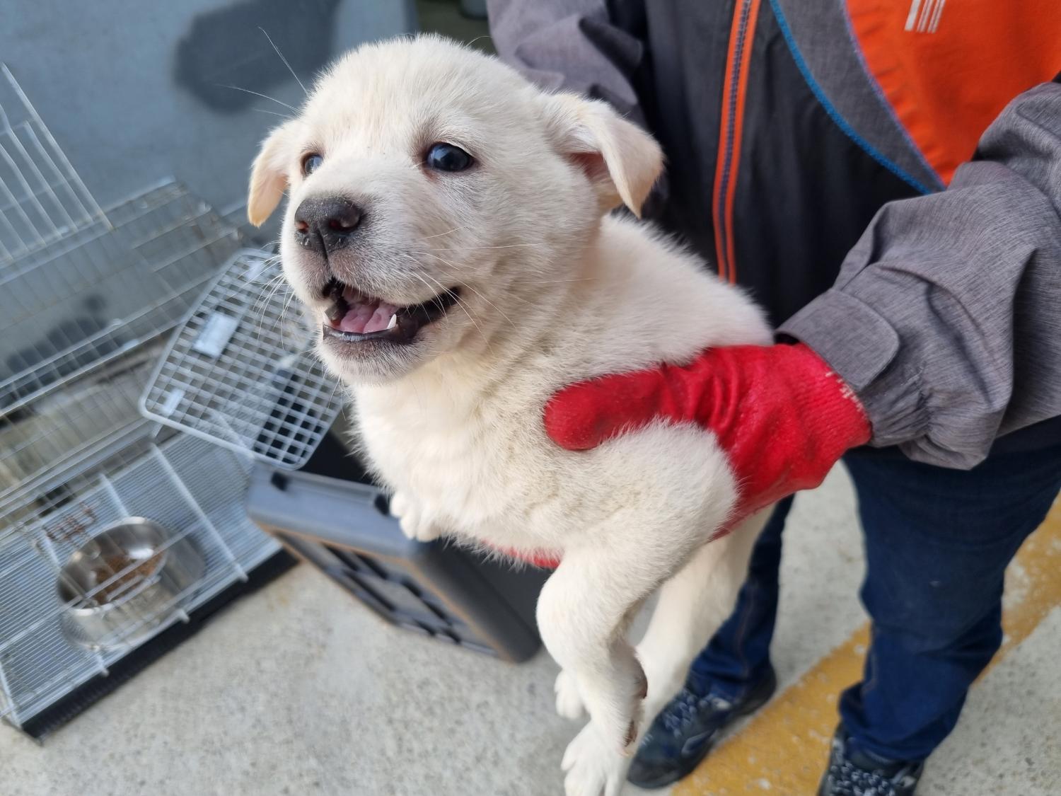 양산시 동물보호센터_448538202300170
