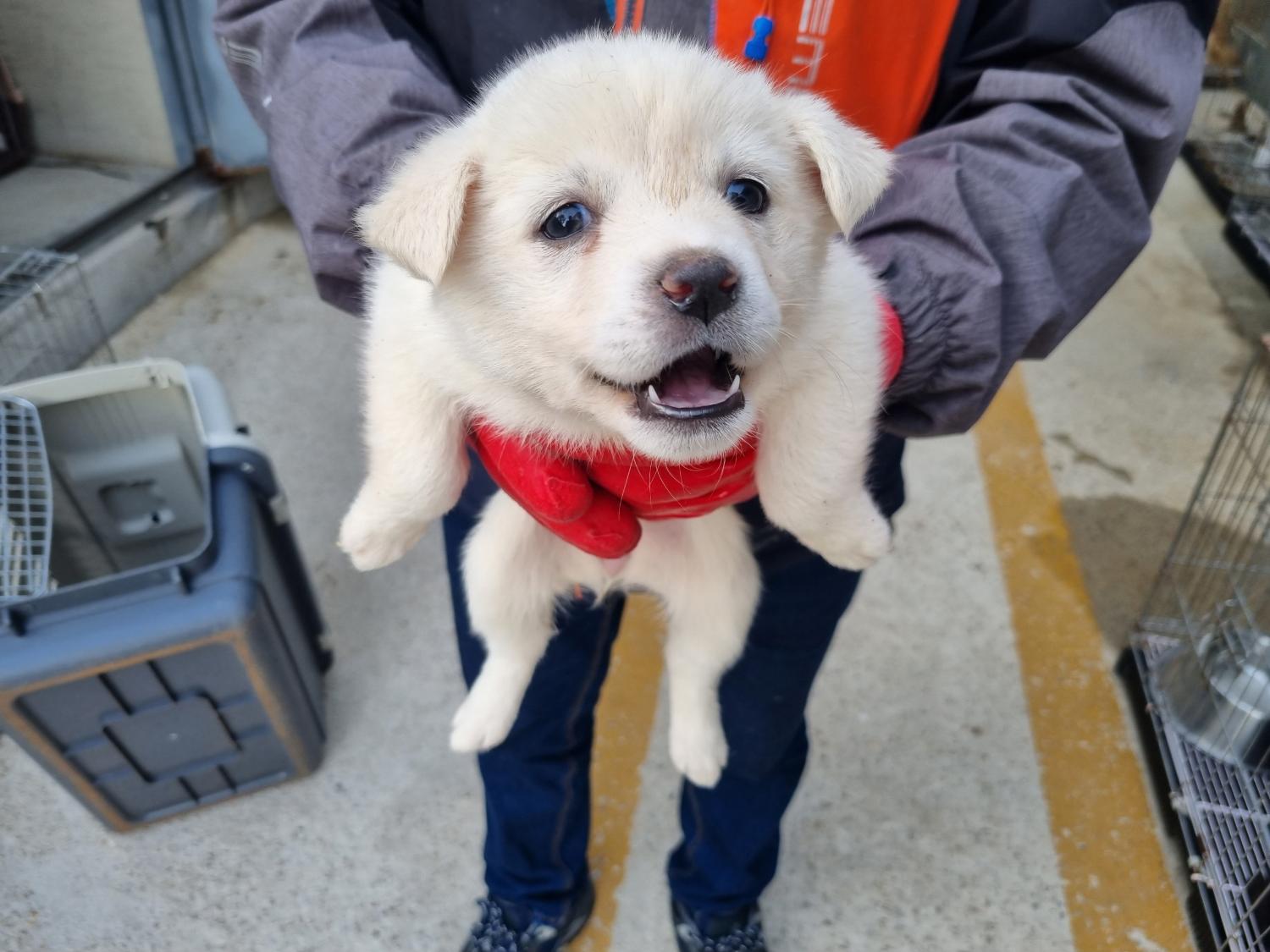 양산시 동물보호센터_448538202300172