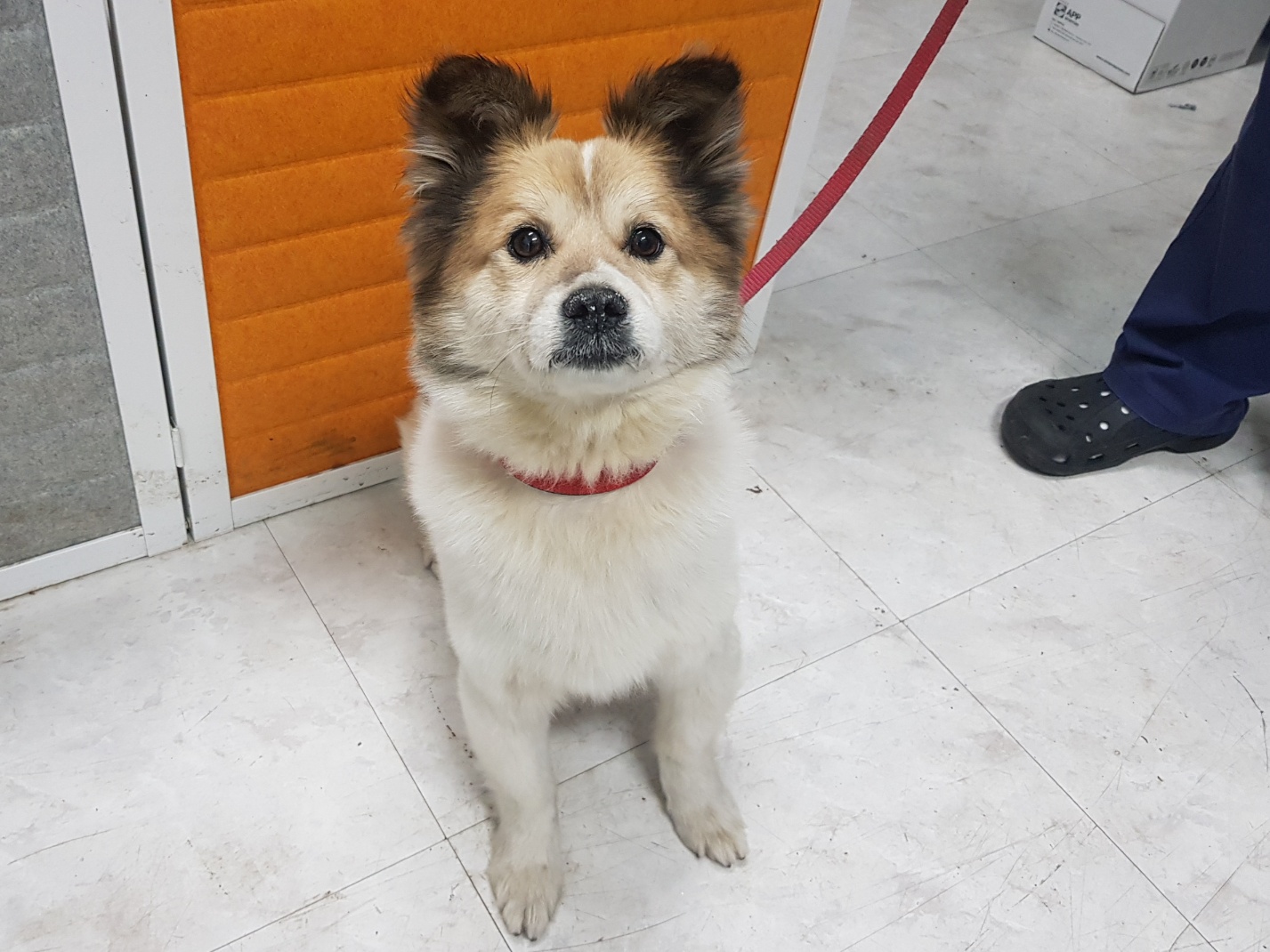 광주TNR동물병원송정_441554202300419
