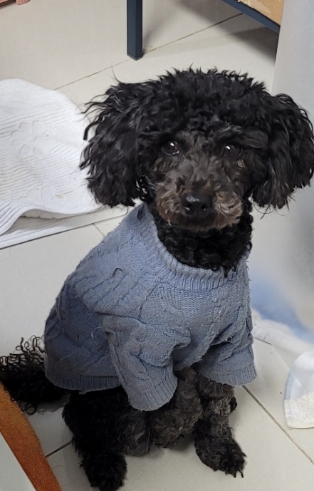 유기동물보호센터_447507202300038