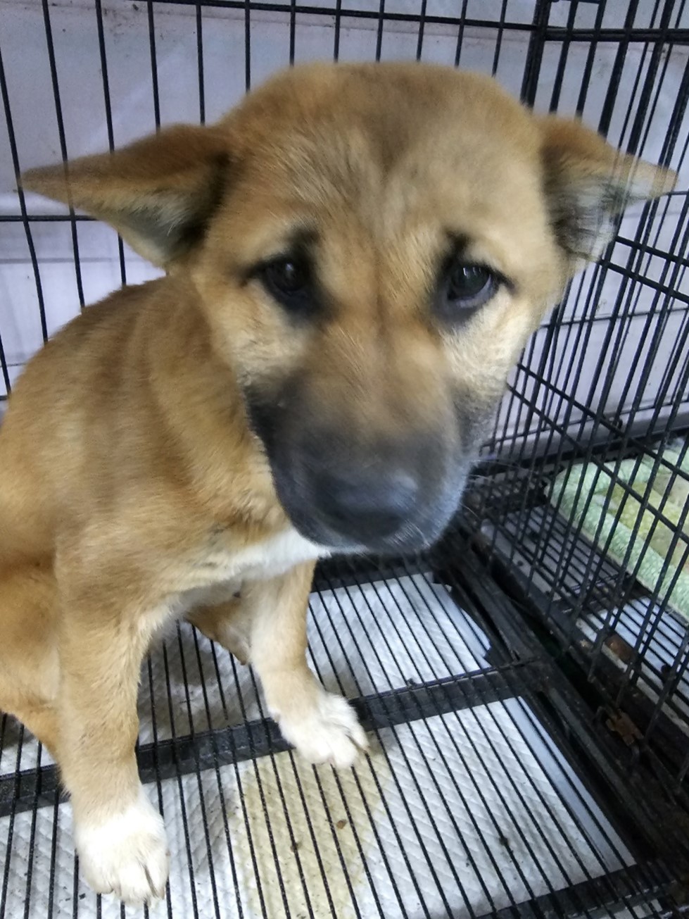 밀양시동물보호센터_448536202300696