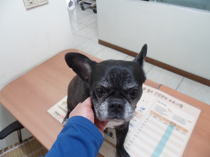 강현림동물병원_411320202300244
