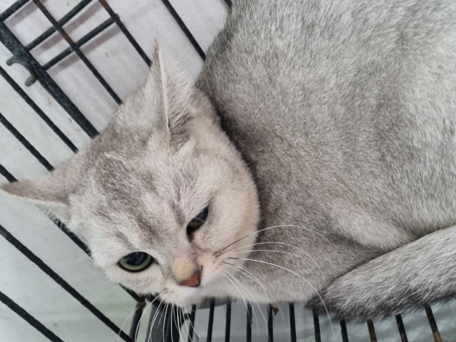 밀양시동물보호센터_448536202300704