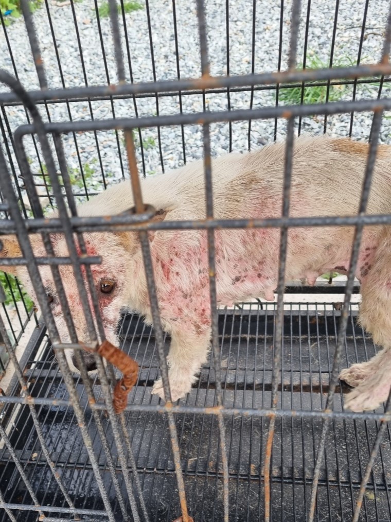 밀양시동물보호센터_448536202300709