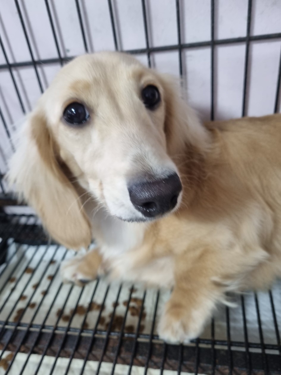 밀양시동물보호센터_448536202300703