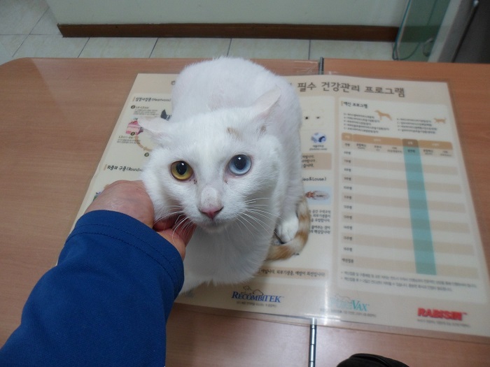 강현림동물병원_411320202300243