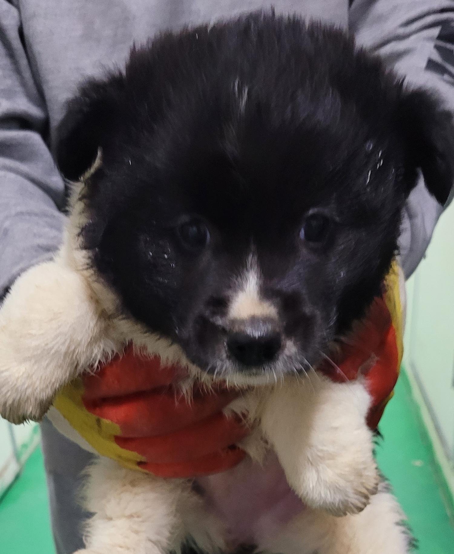 대구유기동물보호협회_427345202300167