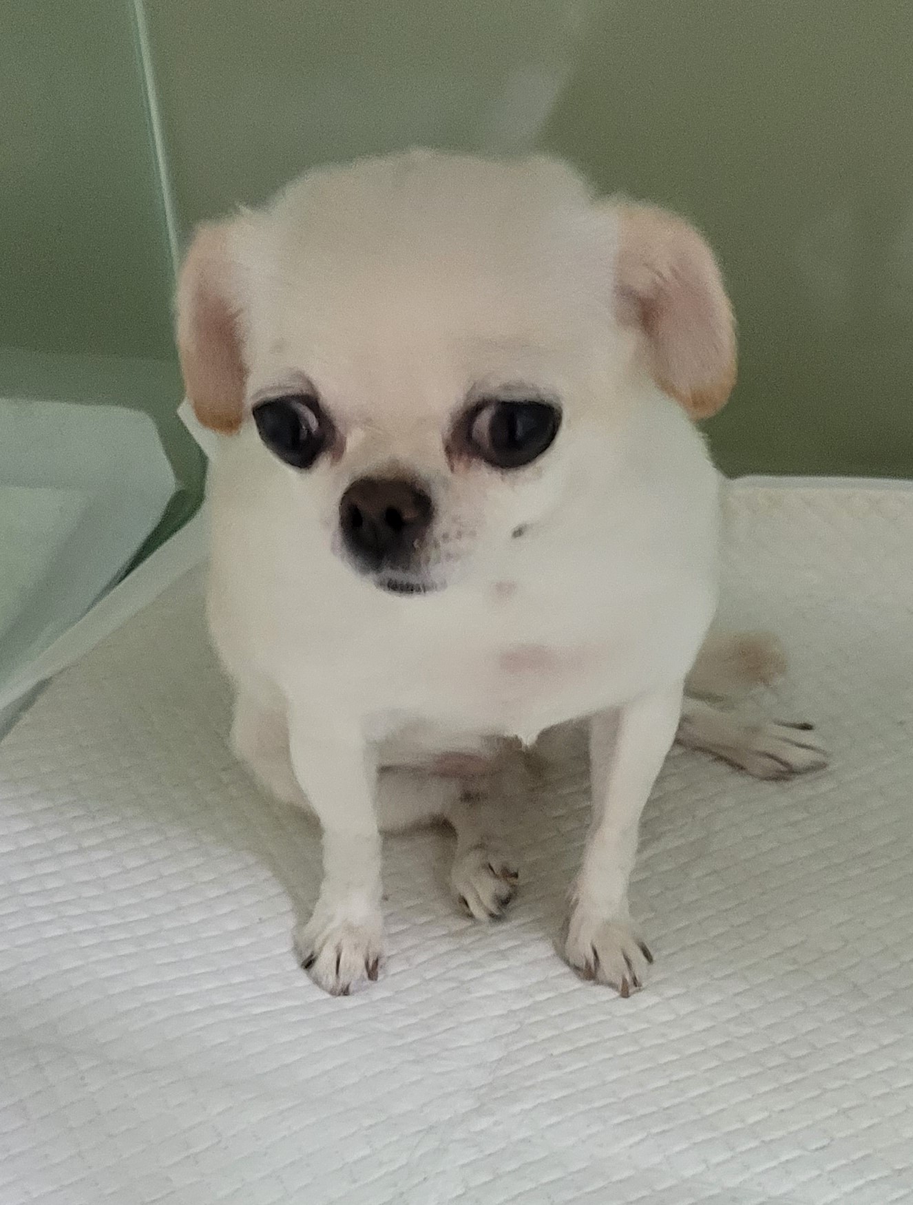 대구유기동물보호협회_427345202300169