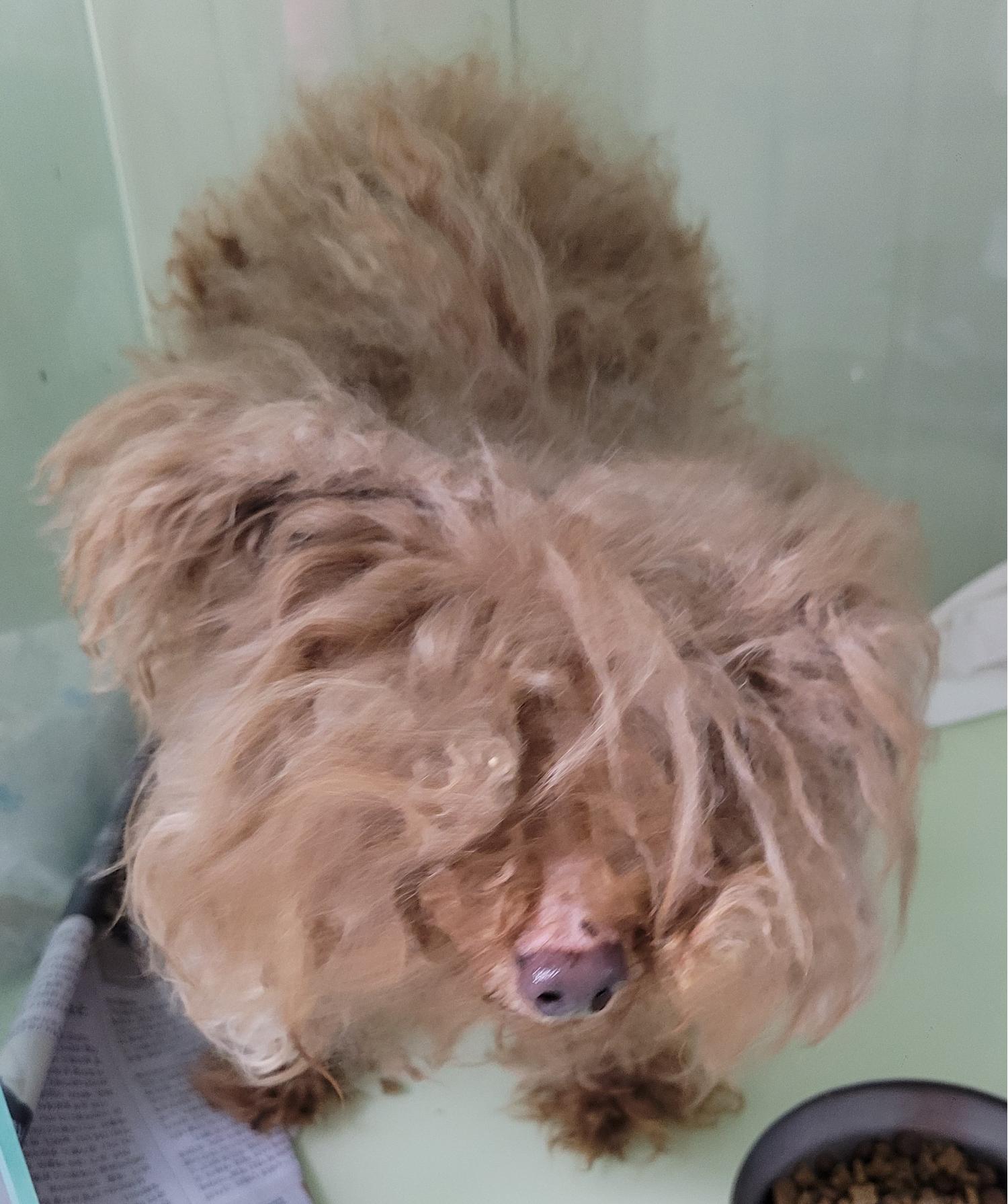 대구유기동물보호협회_427344202300082
