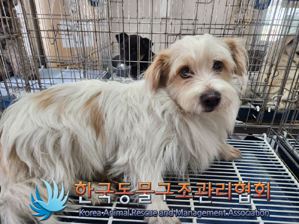 한국동물구조관리협회_441559202300183