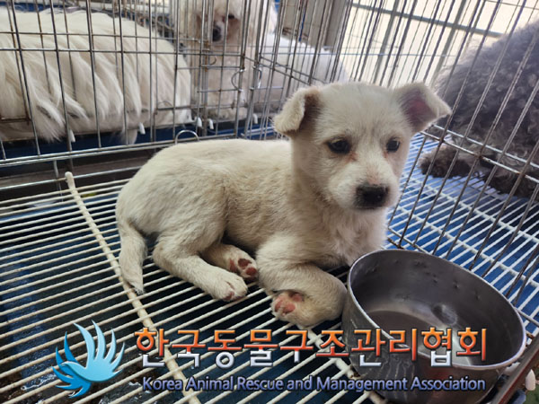 한국동물구조관리협회_441559202300187