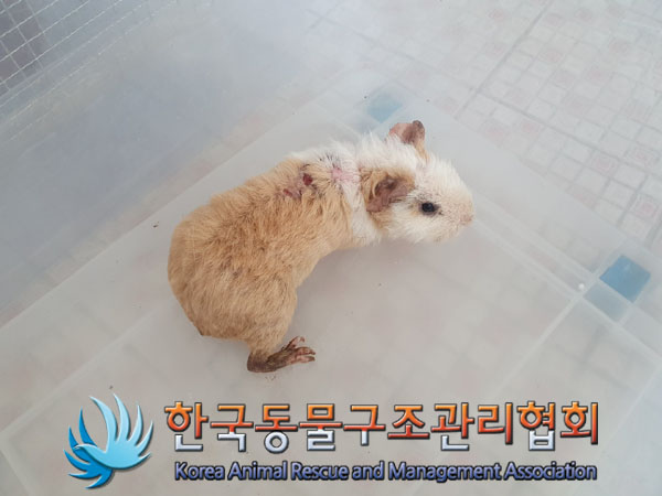 한국동물구조관리협회_411323202300197