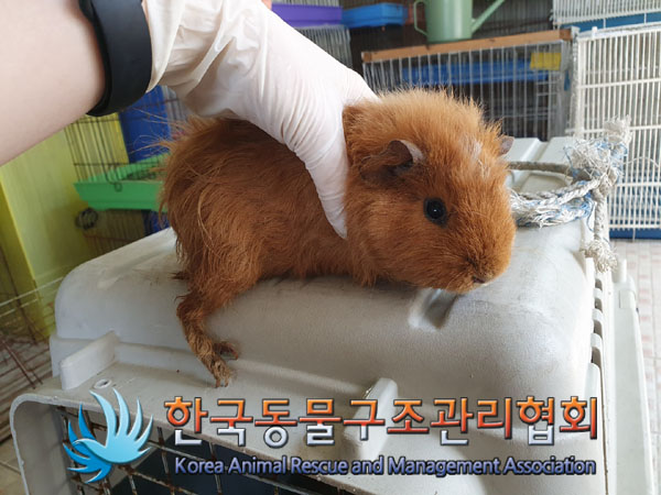 한국동물구조관리협회_411323202300190