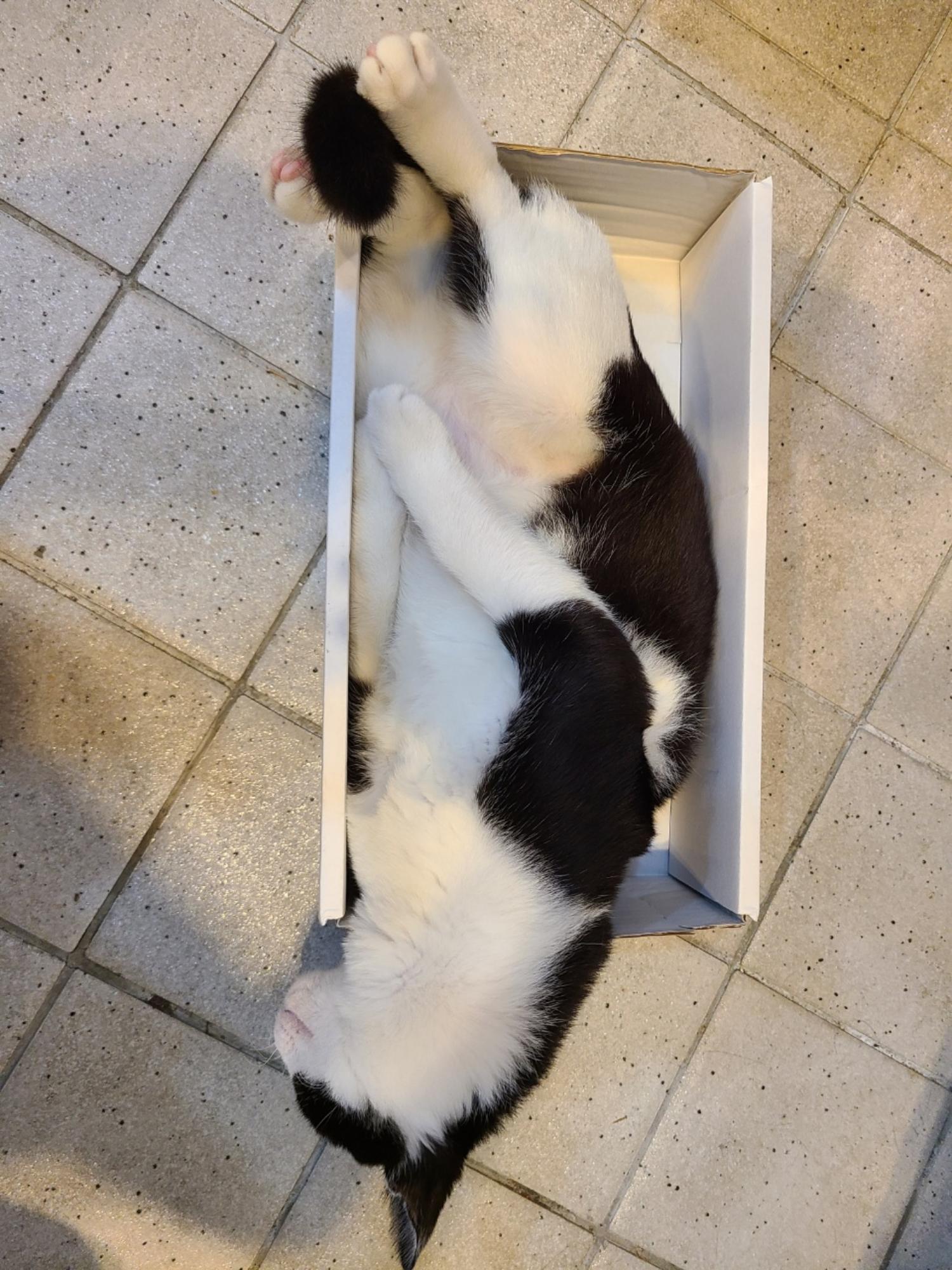 예스동물병원_427346202300257