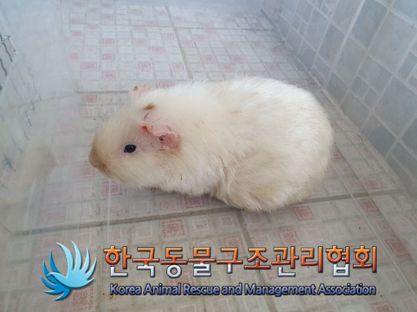 한국동물구조관리협회_411323202300188