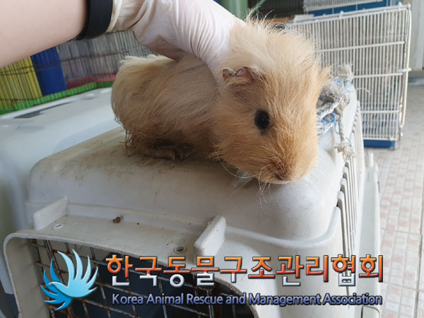 한국동물구조관리협회_411323202300195