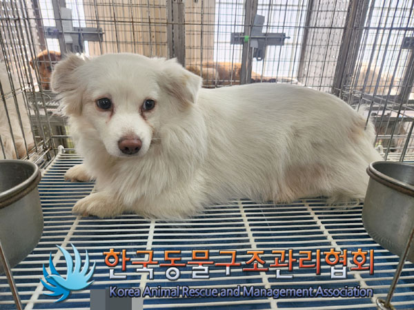 한국동물구조관리협회_441559202300192