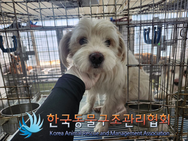 한국동물구조관리협회_441559202300191