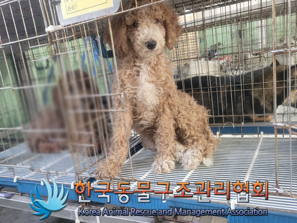 종료(입양) 푸들의…