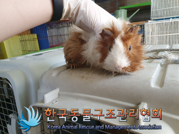 한국동물구조관리협회_411323202300194