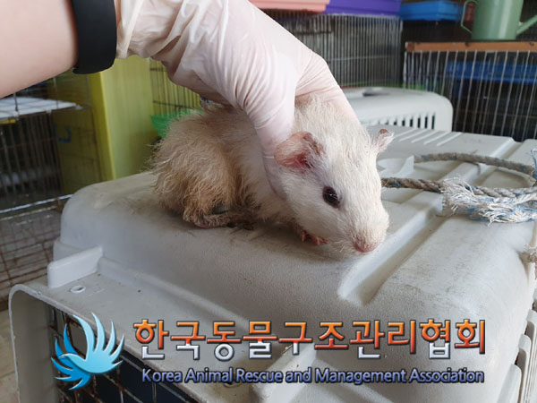 한국동물구조관리협회_411323202300192